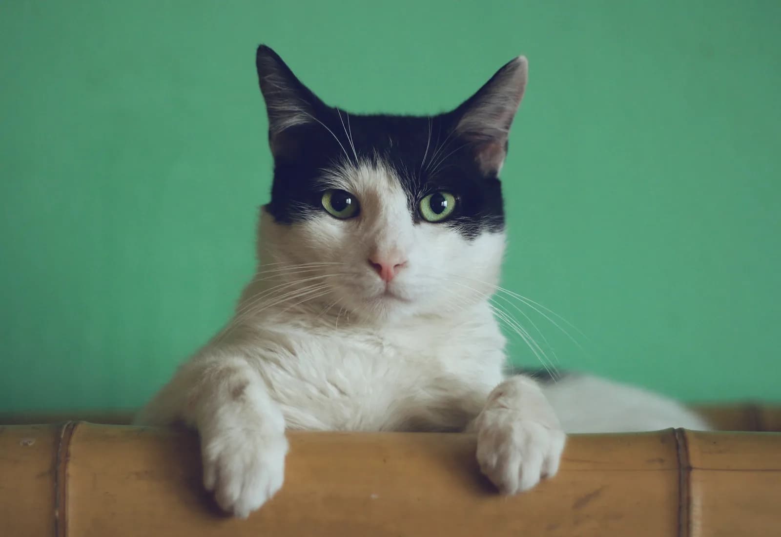 Curious cat portrait with soft natural light